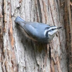 Sitta canadensis