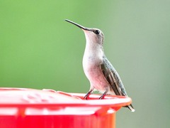 Archilochus colubris