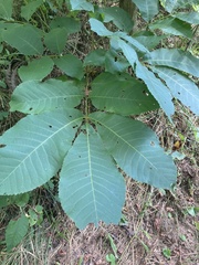 Carya tomentosa