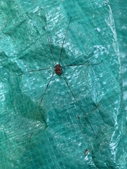 Leiobunum