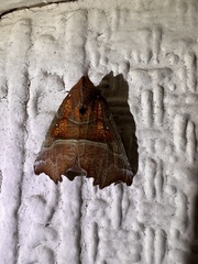 Scoliopteryx libatrix