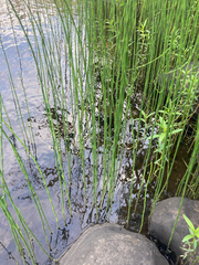 Equisetum fluviatile