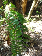 Asplenium polyodon