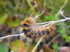 Acronicta auricoma