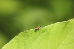 Rhodobaenus sanguineus