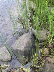 Equisetum fluviatile