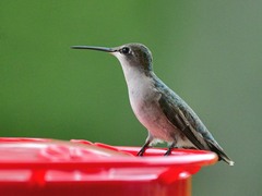 Archilochus colubris