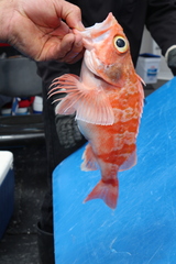 Helicolenus barathri