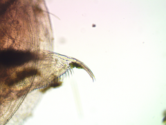 Daphnia pulex