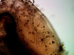 Daphnia pulex