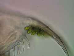 Daphnia pulex