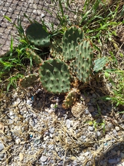 Opuntia humifusa