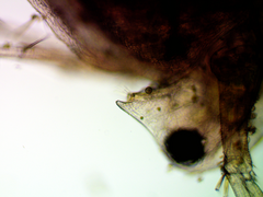 Daphnia pulex