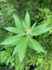 Eutrochium maculatum