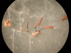 Stemonitopsis gracilis