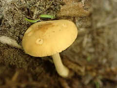 Agrocybe acericola
