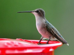 Archilochus colubris