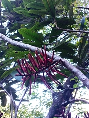 Knightia excelsa