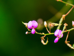 Desmodium paniculatum