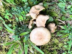 Desarmillaria tabescens