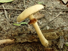 Agrocybe acericola