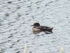 Lophodytes cucullatus