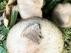 Desarmillaria tabescens