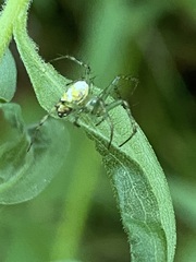 Mangora maculata