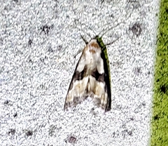 Nigetia formosalis