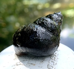 Cipangopaludina chinensis