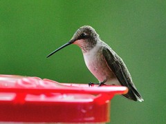 Archilochus alexandri