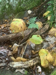 Sanguinaria canadensis
