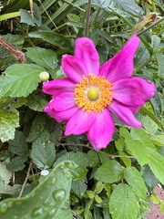 Eriocapitella hupehensis