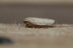 Curtara insularis
