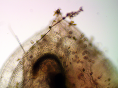 Daphnia pulex