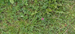 Trifolium pratense