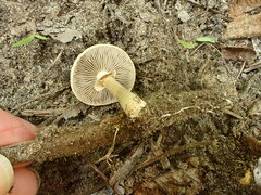 Agrocybe acericola