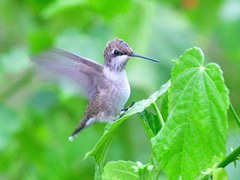 Archilochus alexandri