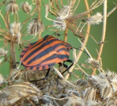 Graphosoma italicum italicum