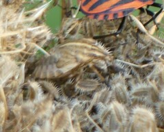 Graphosoma italicum italicum