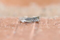Melanoliarus acicus