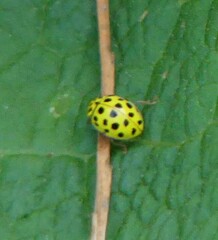 Psyllobora vigintiduopunctata