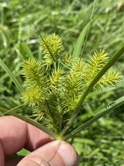 Cyperus strigosus