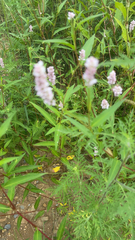 Persicaria pensylvanica