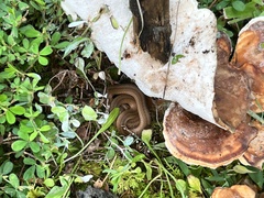 Regina septemvittata