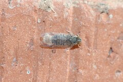 Melanoliarus acicus