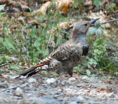 Colaptes auratus luteus × cafer