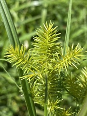 Cyperus strigosus