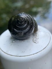 Cipangopaludina chinensis