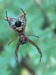 Micrathena sagittata